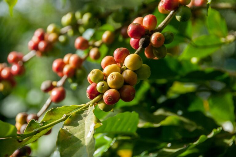 Green Coffee Beans from expert growing regions of worlds coffees