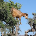 Coffee history - A dancing Goat up in a tree